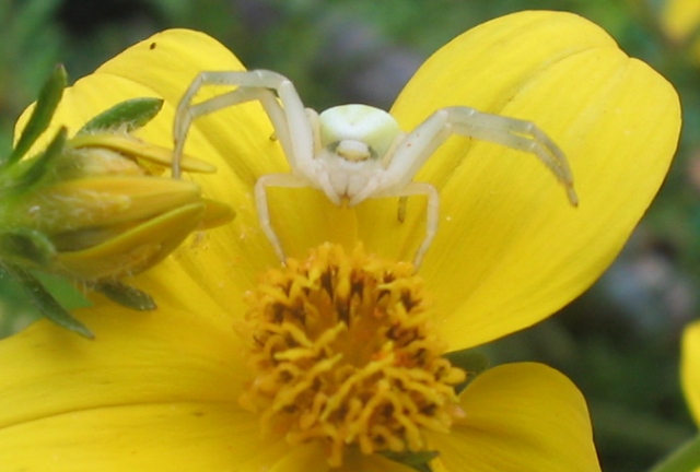 Misumena vatia